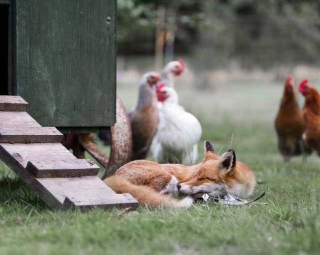 fox at the henhouse ... again ...